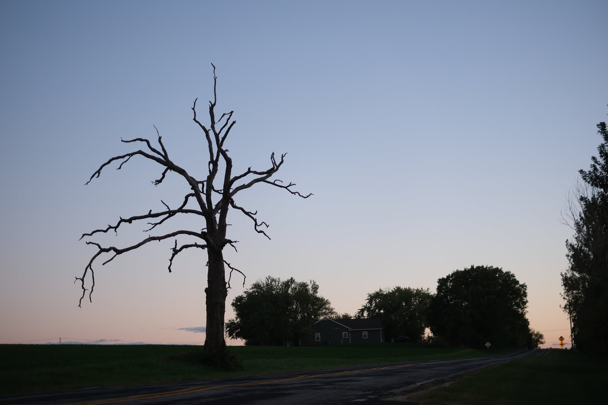 A barren tree stands alone by a road at dusk, with a silhouette of a house and other trees in the background against a clear sky