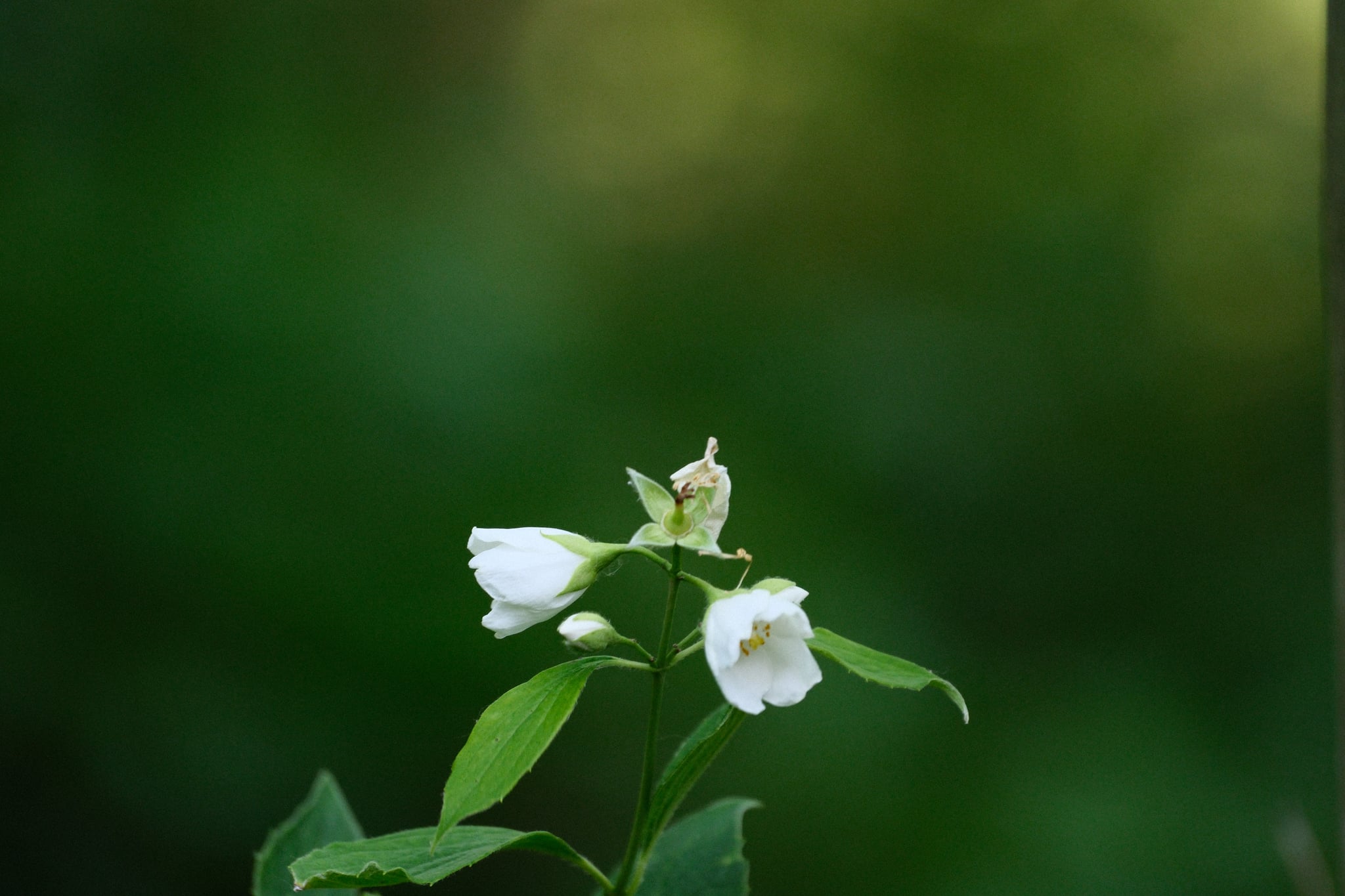 A small white flower with green leaves against a blurred green background