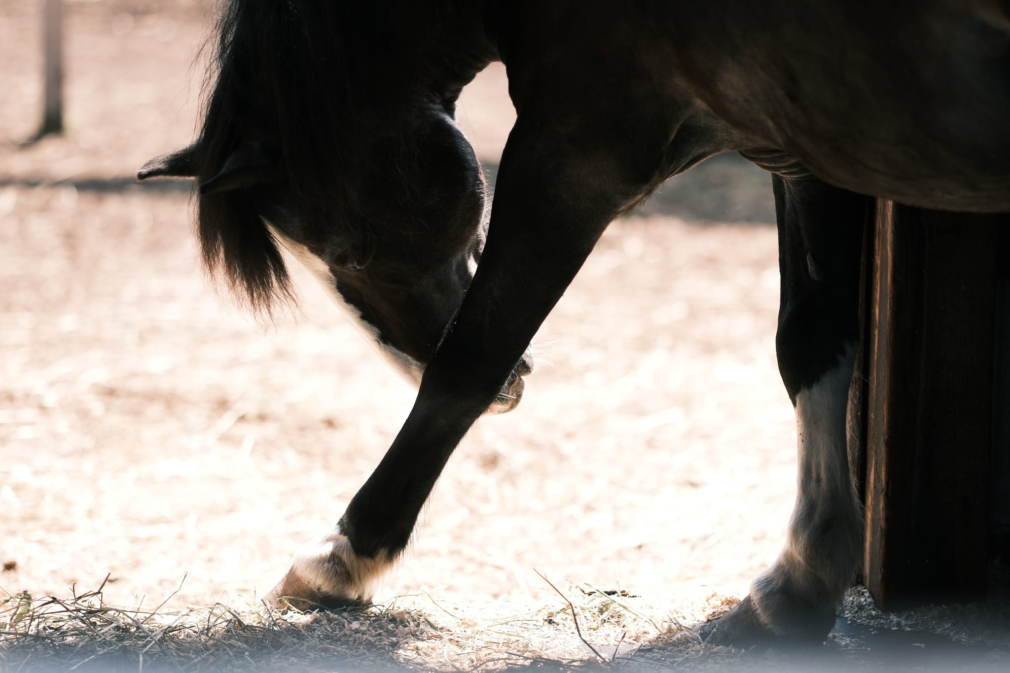 A horse standing in a shaded area, bending its head down towards its front leg