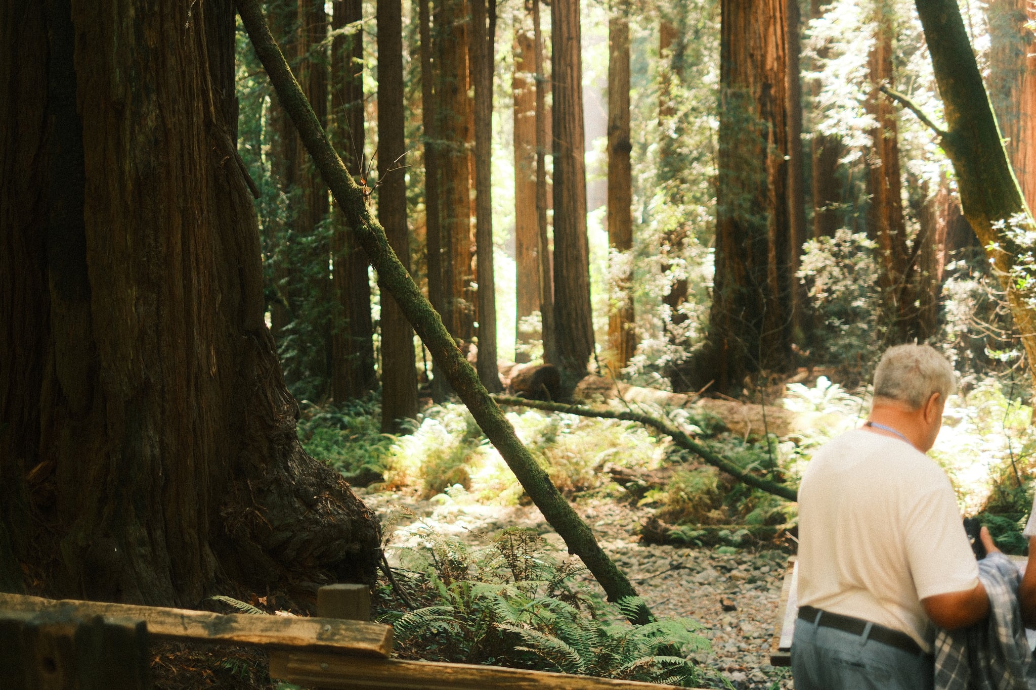 A man in a white shirt stands among fallen logs and towering trees in a sunlit forest
