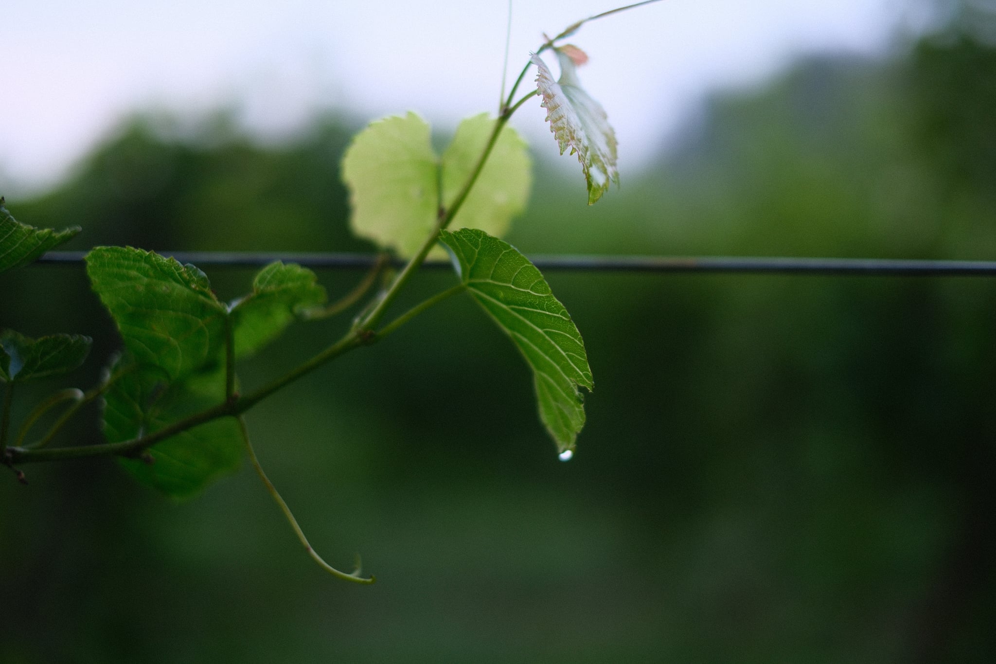 Green vine leaves and tendrils wrapped around a wire fence, with blurred foliage in the background