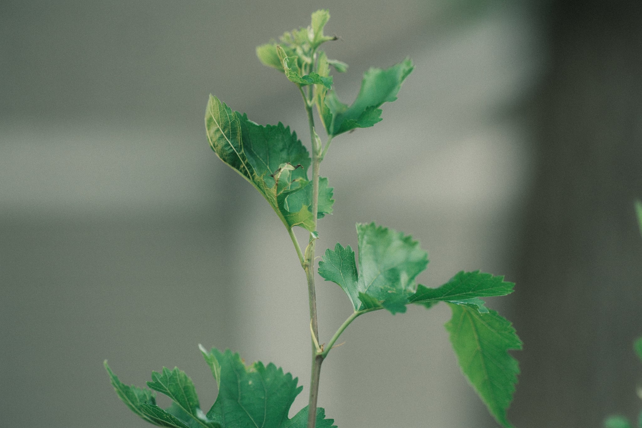 Close-up of a young green plant sprout with serrated leaves against a soft, blurred gray background