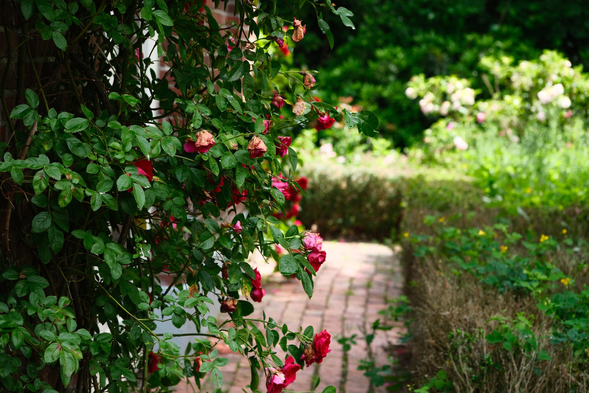 Sunlit stone pathway winding through lush greenery and blooming red roses