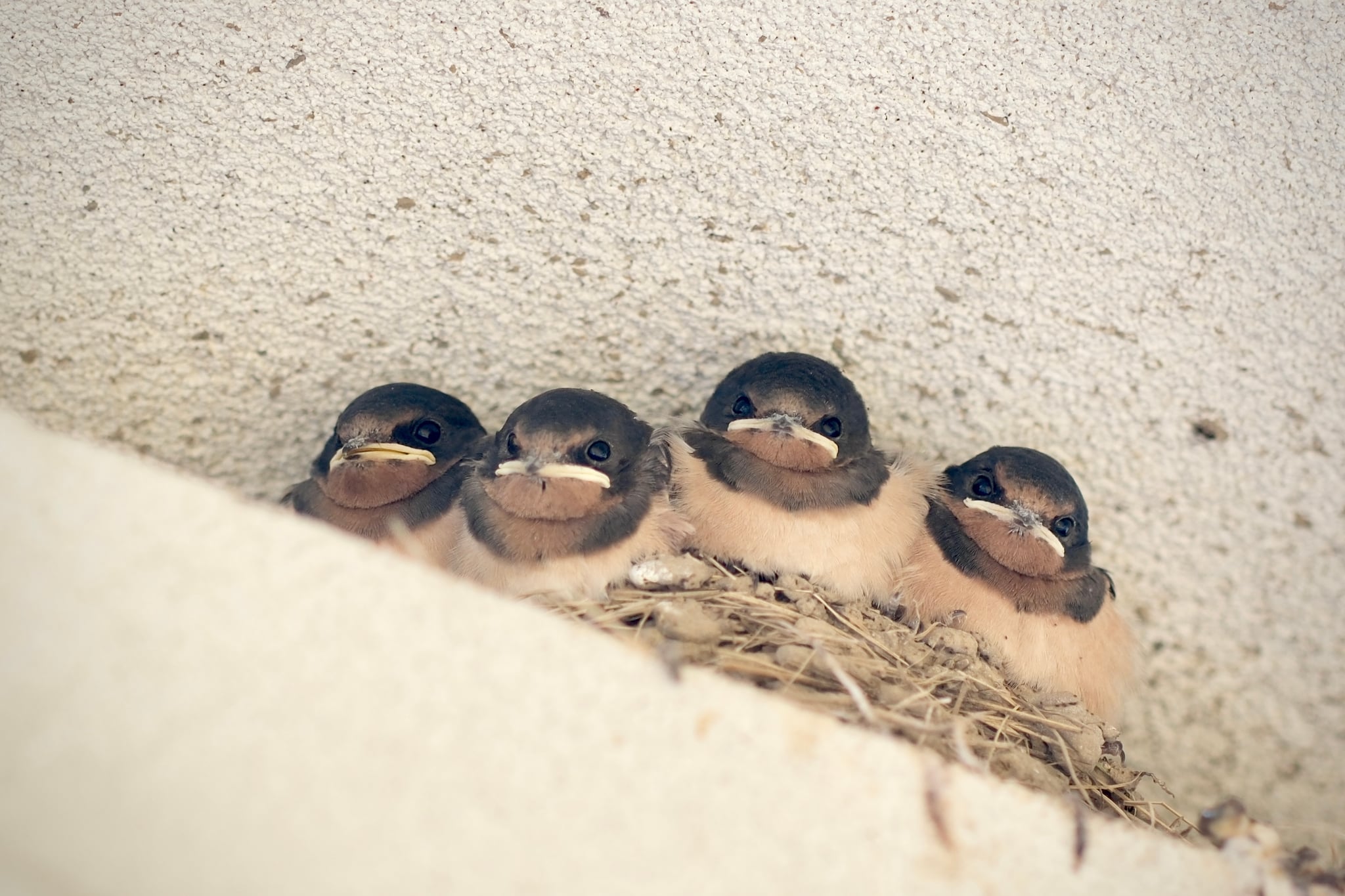 Four baby birds sitting closely together in a nest attached to a wall