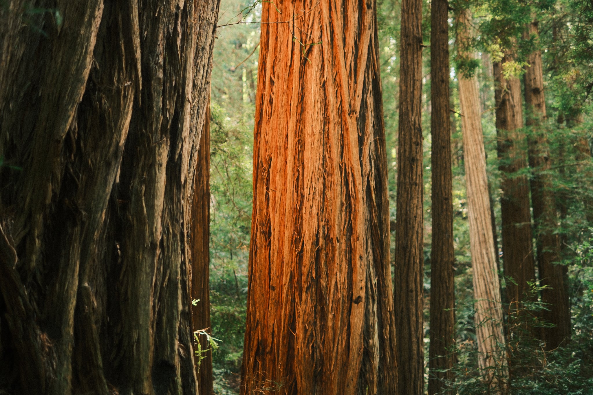 Towering redwood trunks with deeply textured bark rise through a lush, sunlit forest