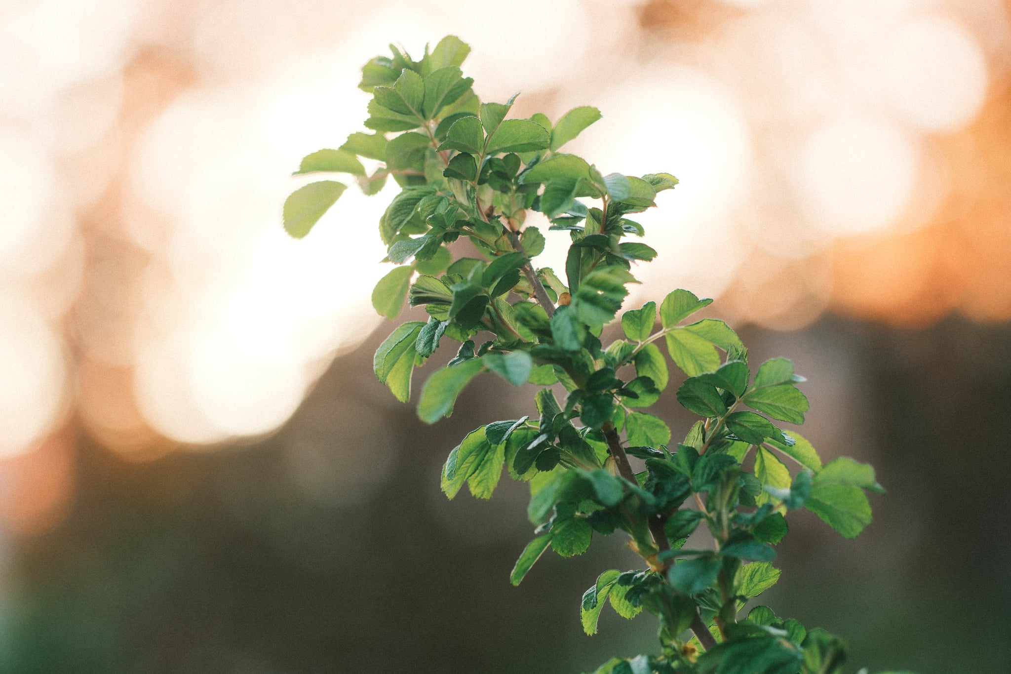 A close-up of a green plant with small leaves, set against a blurred background with warm, glowing bokeh