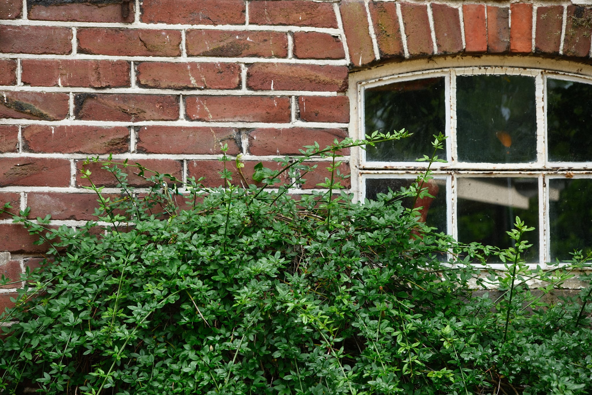 Leafy shrubbery growing in front of a red brick wall beneath an arched window