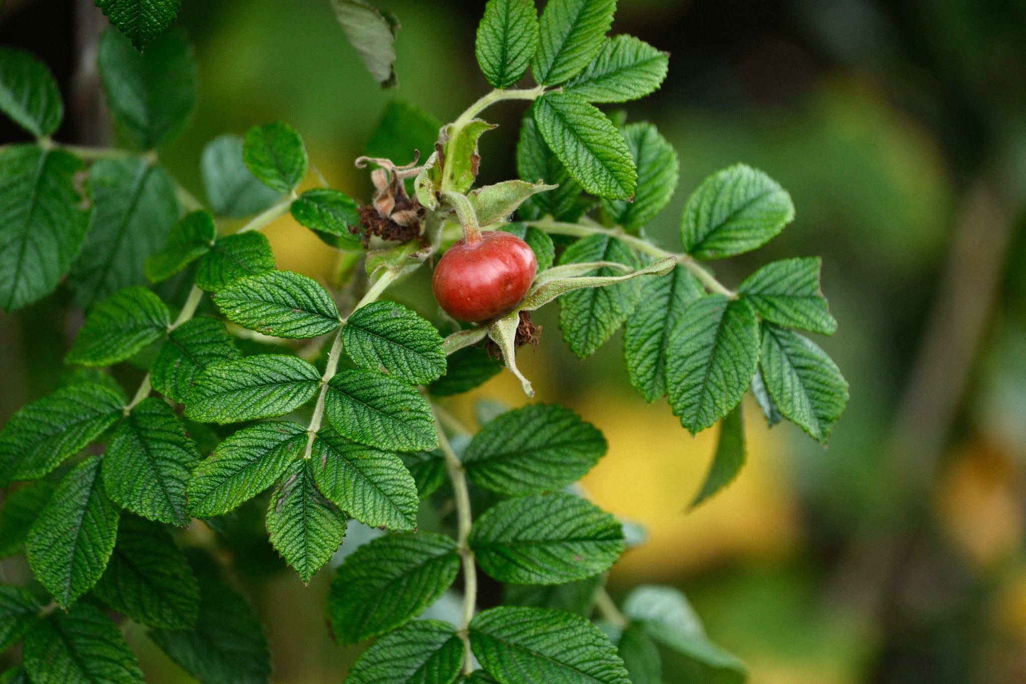 A red rosehip surrounded by green leaves on a branch