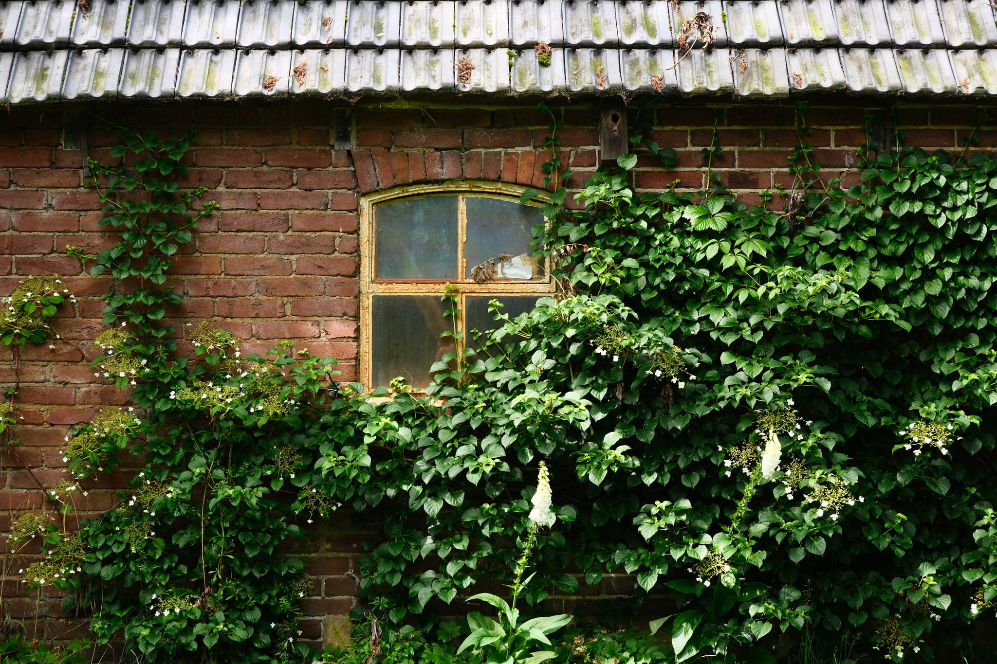Brick wall with a small arched window partially covered by lush green ivy beneath a tiled roof