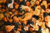 A colorful assortment of pumpkins and gourds in orange, yellow, green, and white, featuring varied shapes, sizes, and textured surfaces