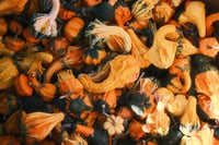 A colorful assortment of pumpkins and gourds in orange, yellow, green, and white, featuring varied shapes, sizes, and textured surfaces