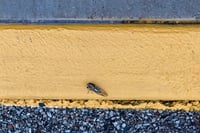A small fly rests on a weathered yellow curb above coarse, dark asphalt