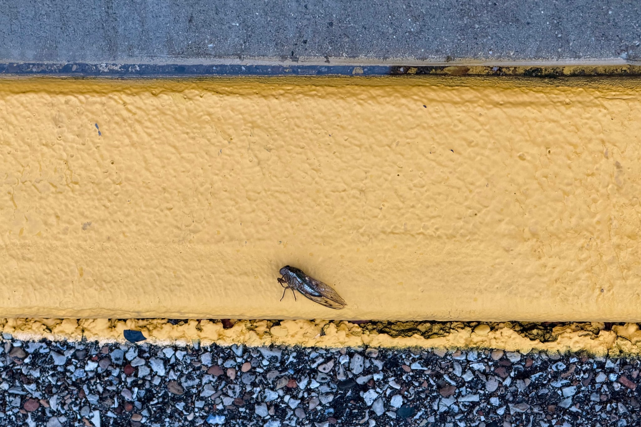 A small fly rests on a weathered yellow curb above coarse, dark asphalt