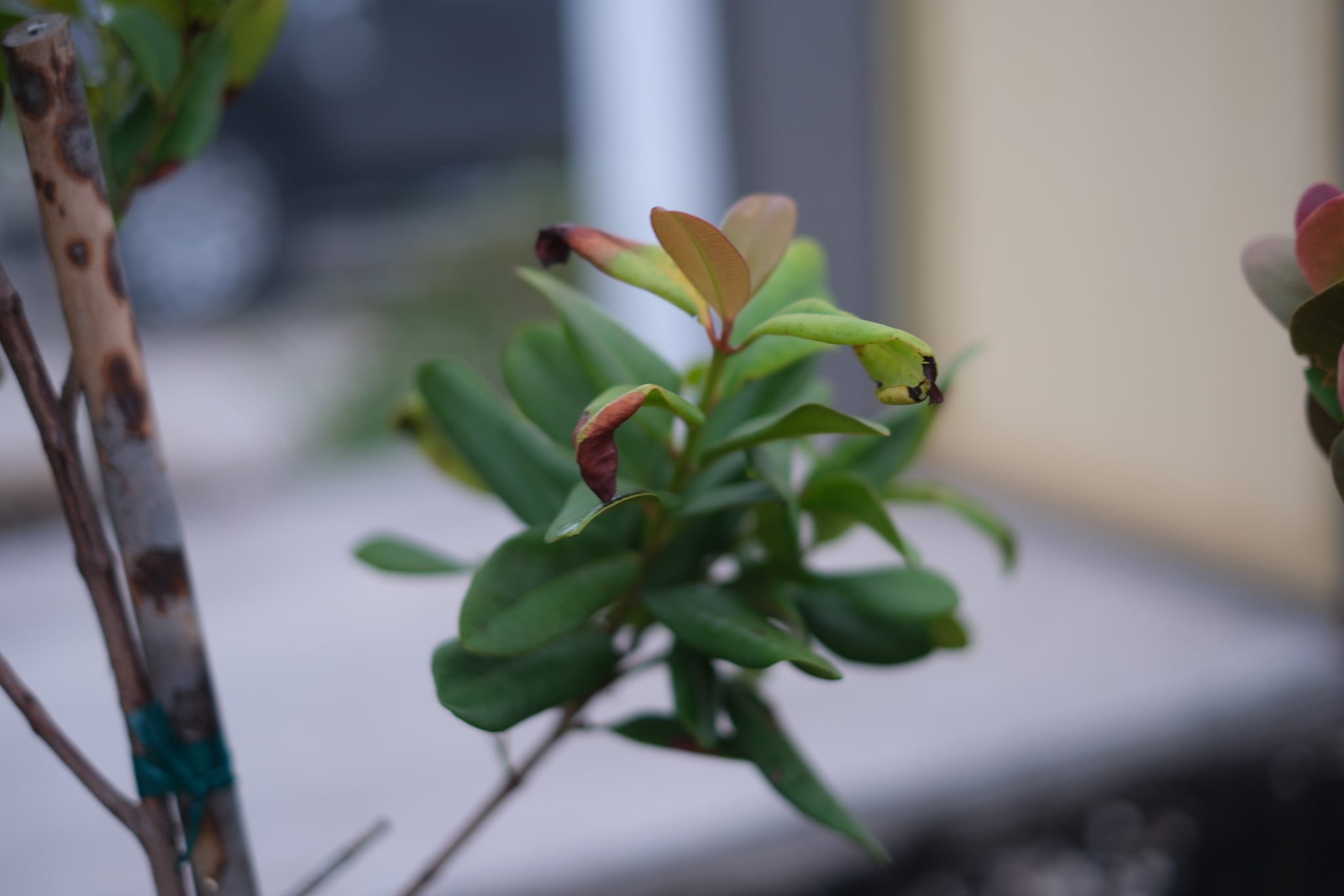 A close-up of a plant with green leaves and some brown edges, set against a blurred background