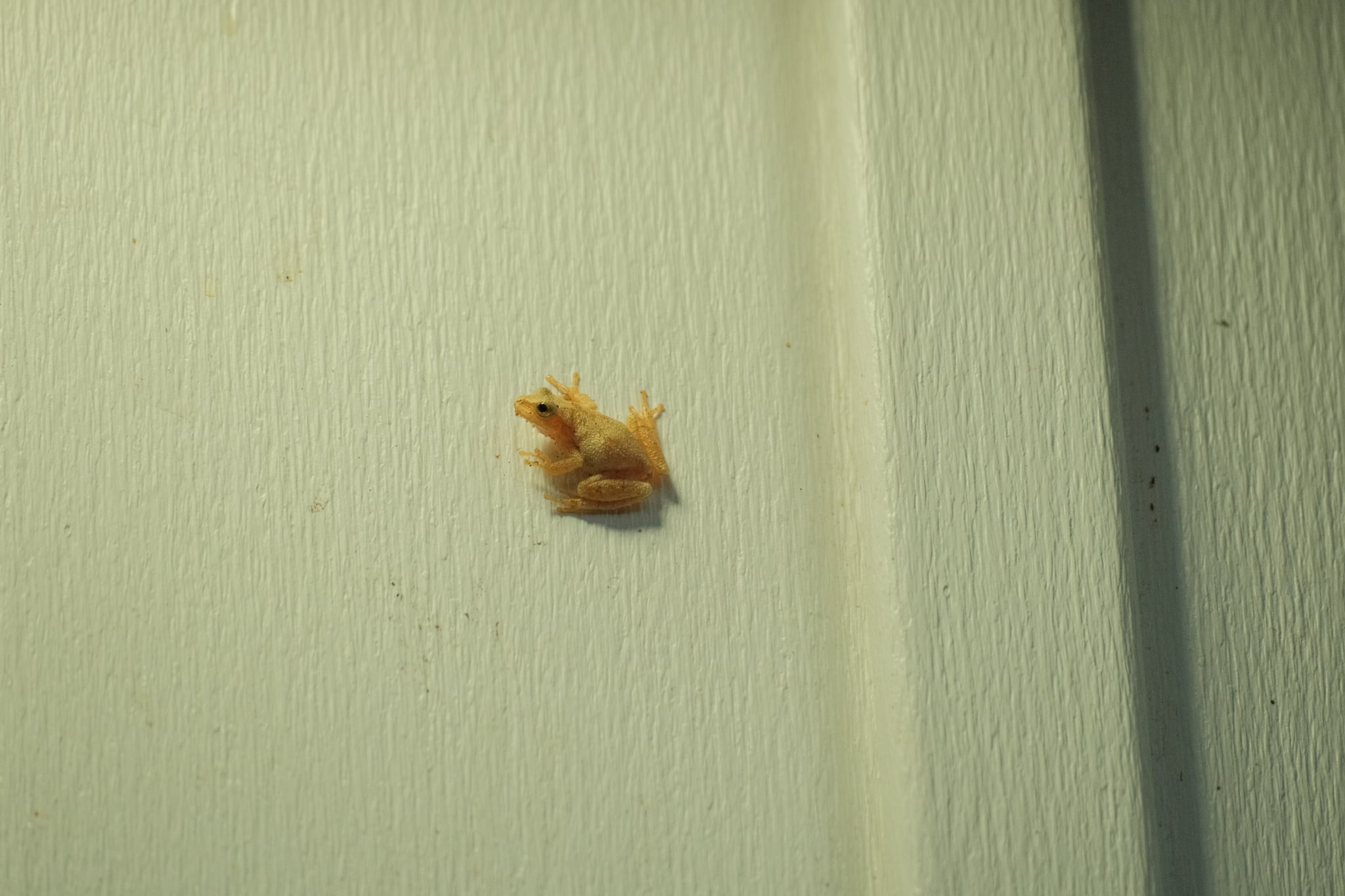 Small brown insect on a pale green wooden surface with vertical grooves and soft shadows