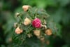 Close-up of ripening wild raspberries on a leafy branch with soft green background bokeh