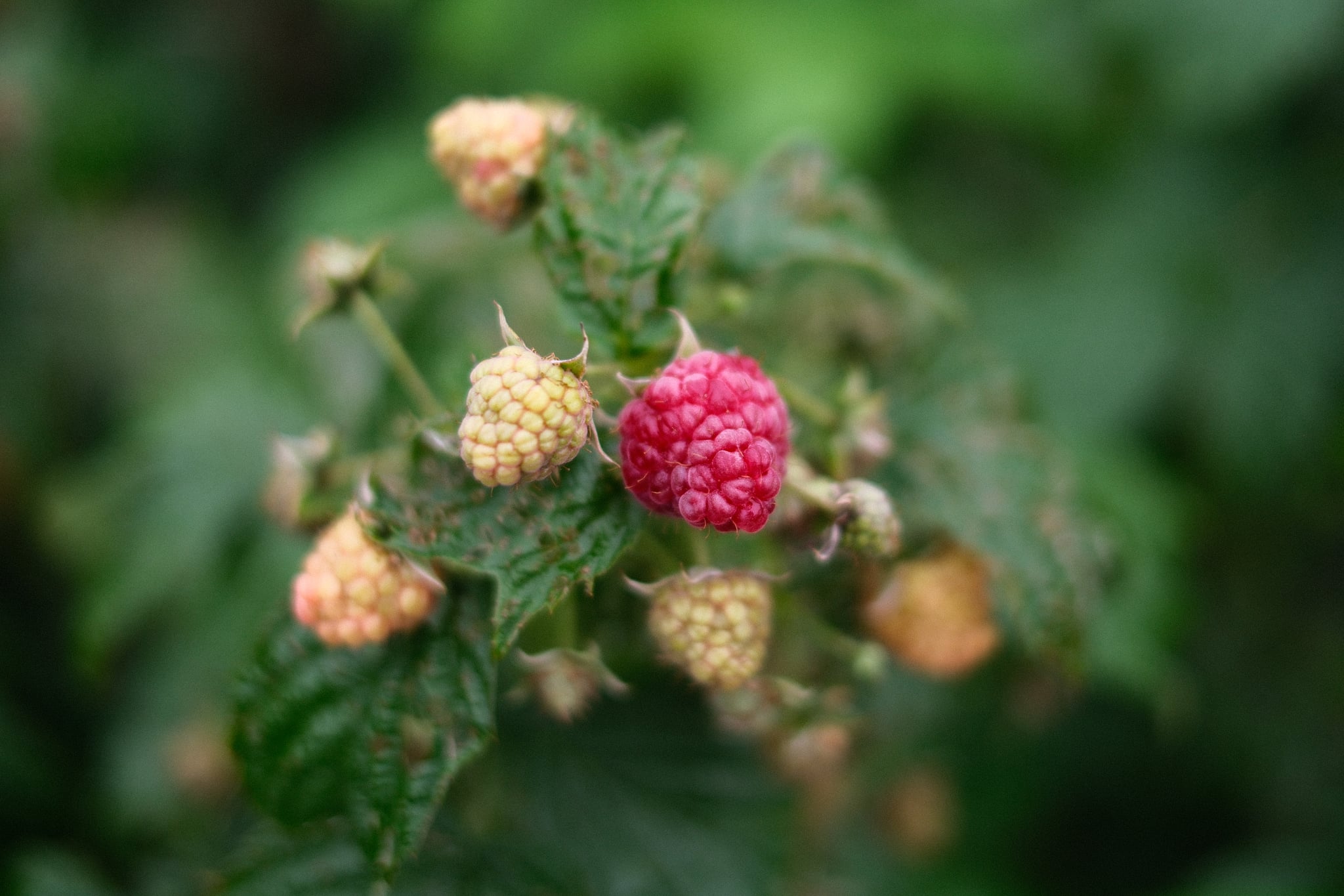 Close-up of ripening wild raspberries on a leafy branch with soft green background bokeh