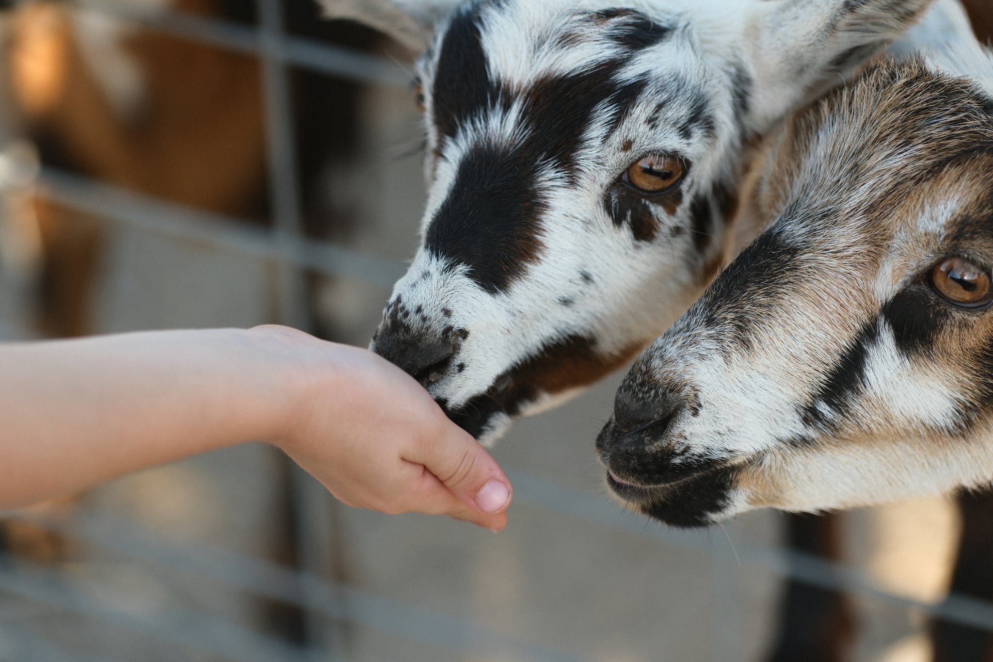 Two goats eating from a child's hand behind a wire fence