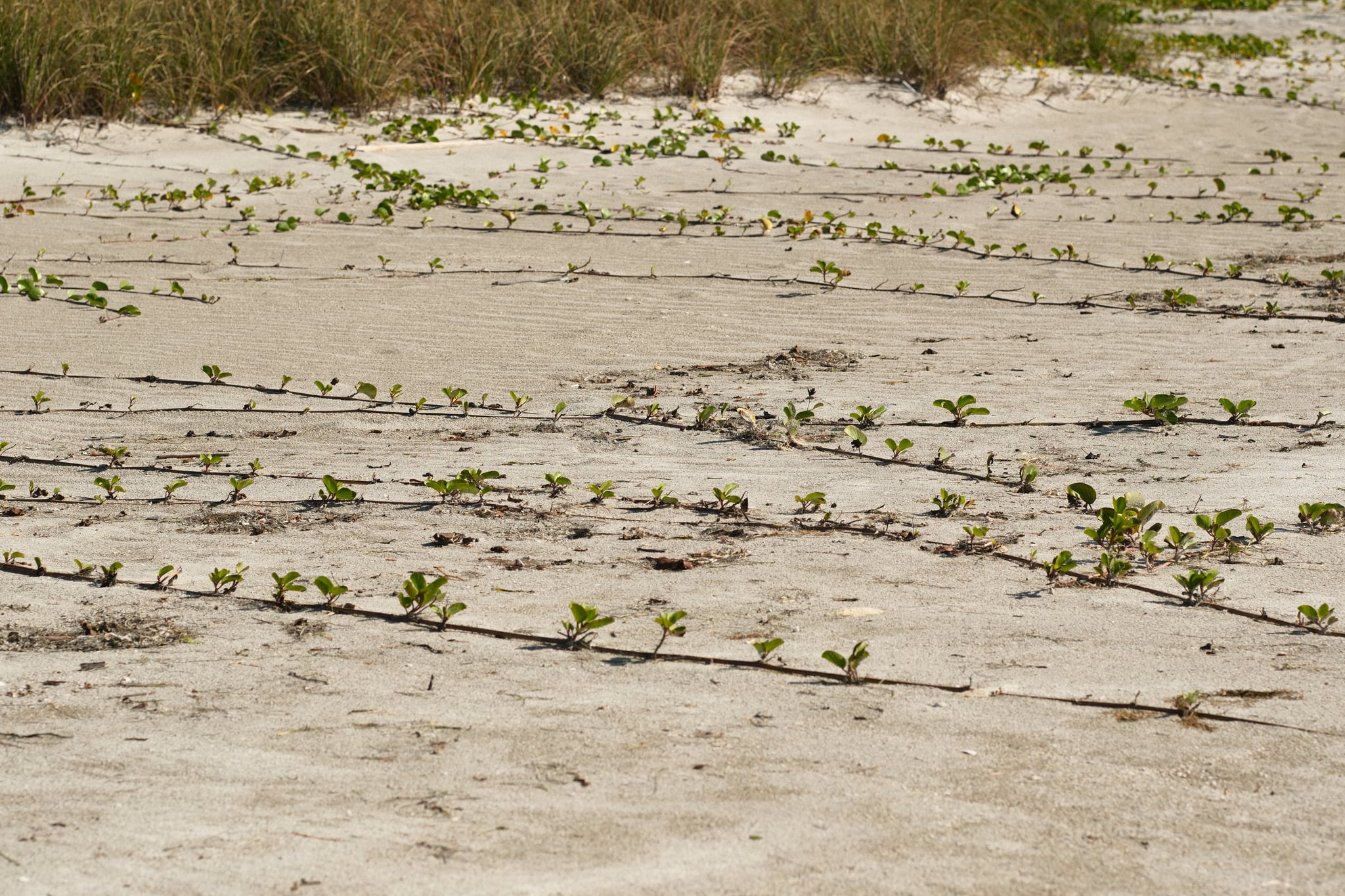 Sandy riverbed with shallow ripples and scattered small green plants, bordered by a strip of grass in the background