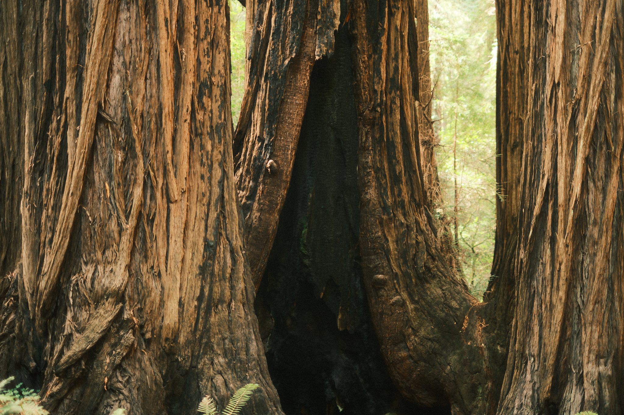 Massive, deeply textured tree trunks frame a dark hollow, with soft sunlight filtering through the forest behind them