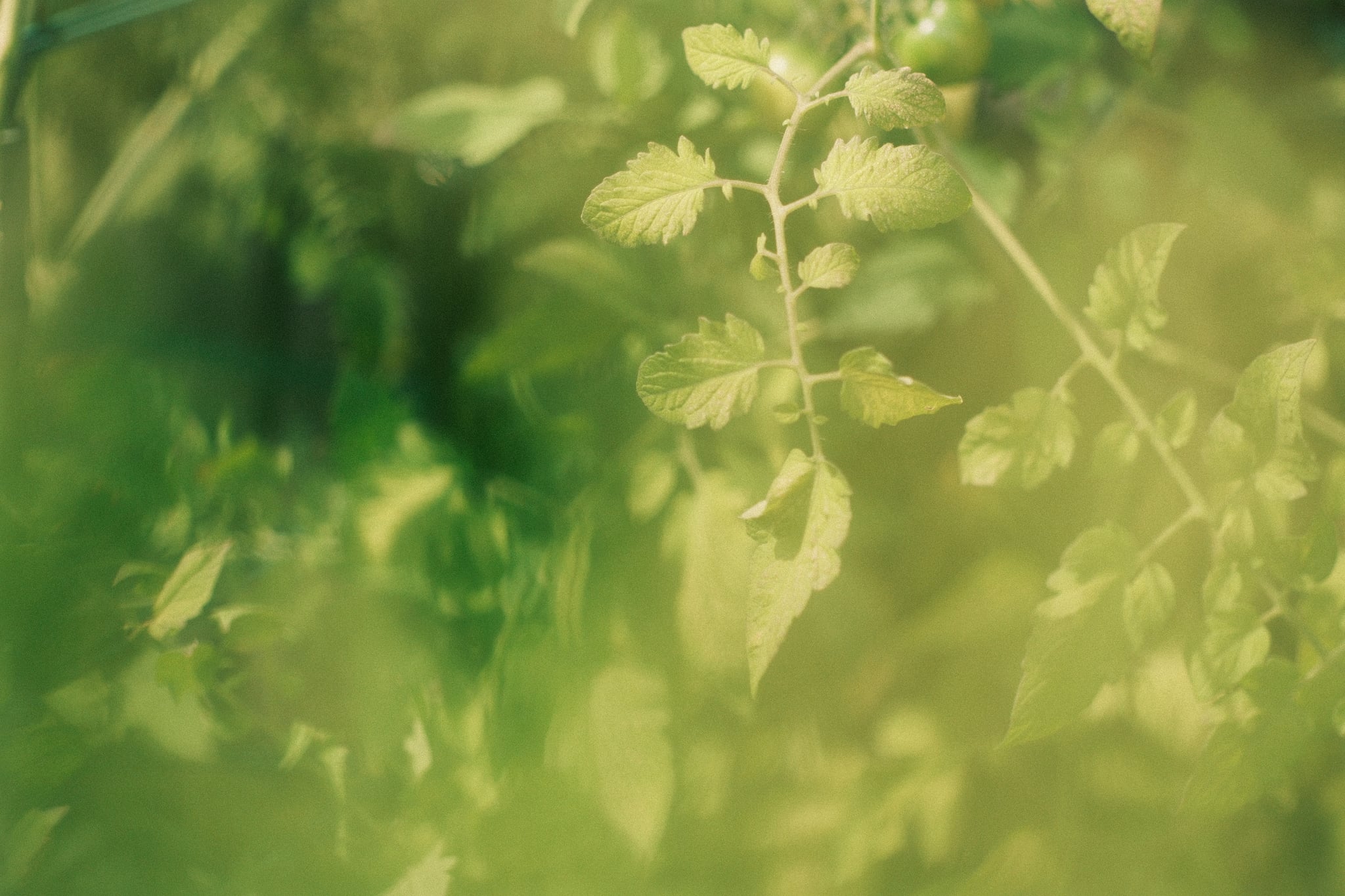 Green leaves and small tomatoes with a blurred, soft-focus effect