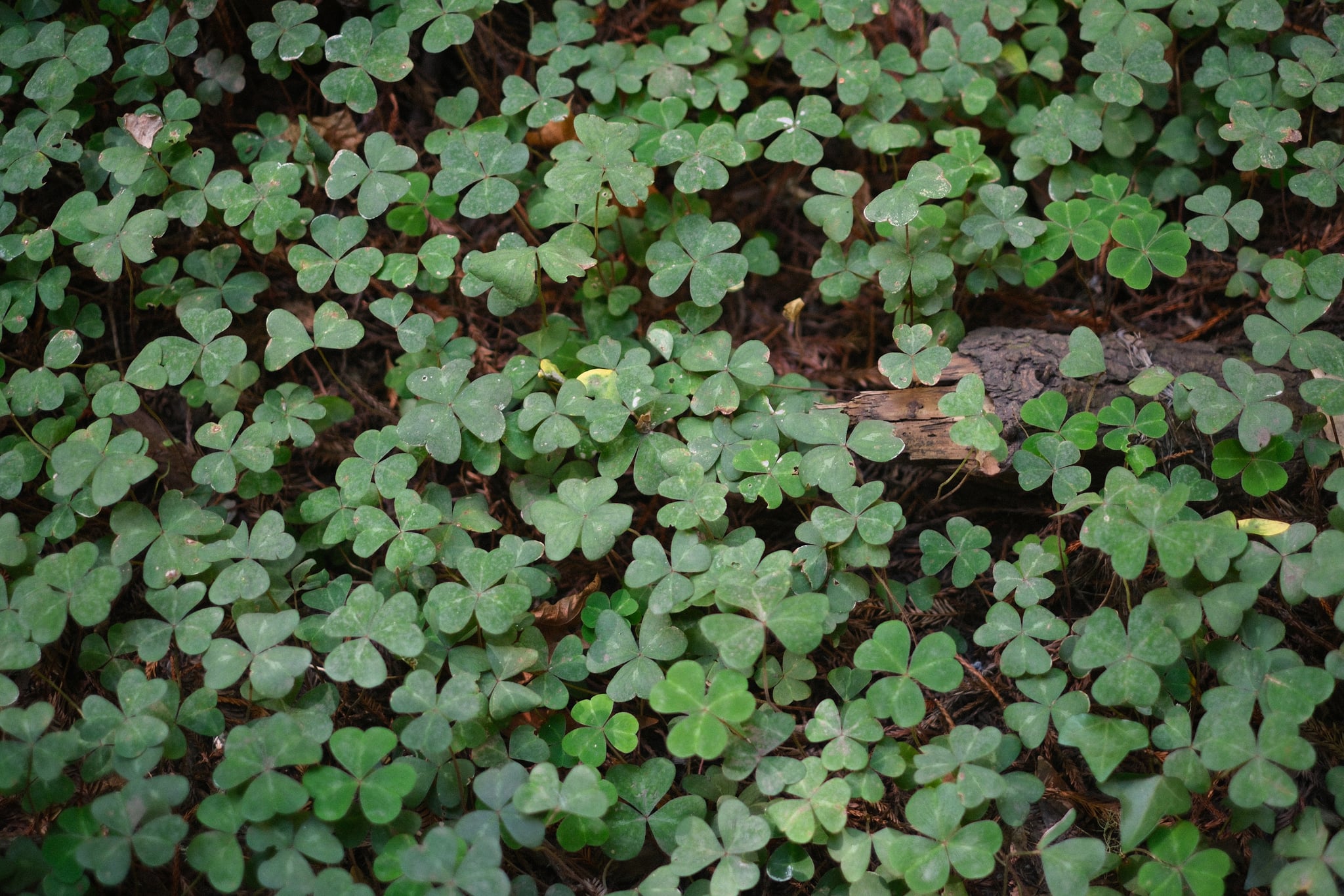 Clusters of small, lobed green leaves carpet dark soil, interspersed with scattered brown leaf litter