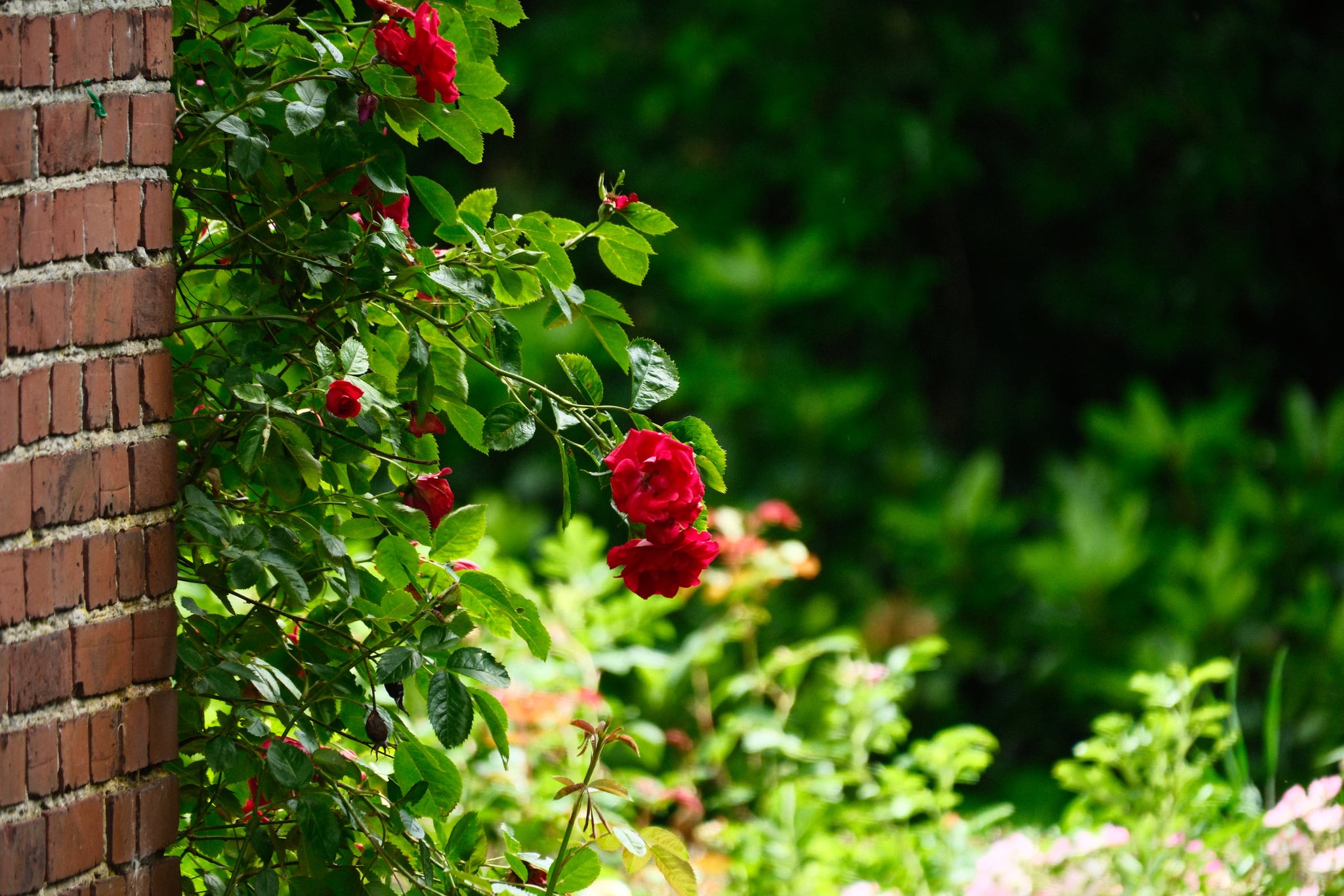 Red rose blossoms and green foliage growing beside a brick wall in bright sunlight