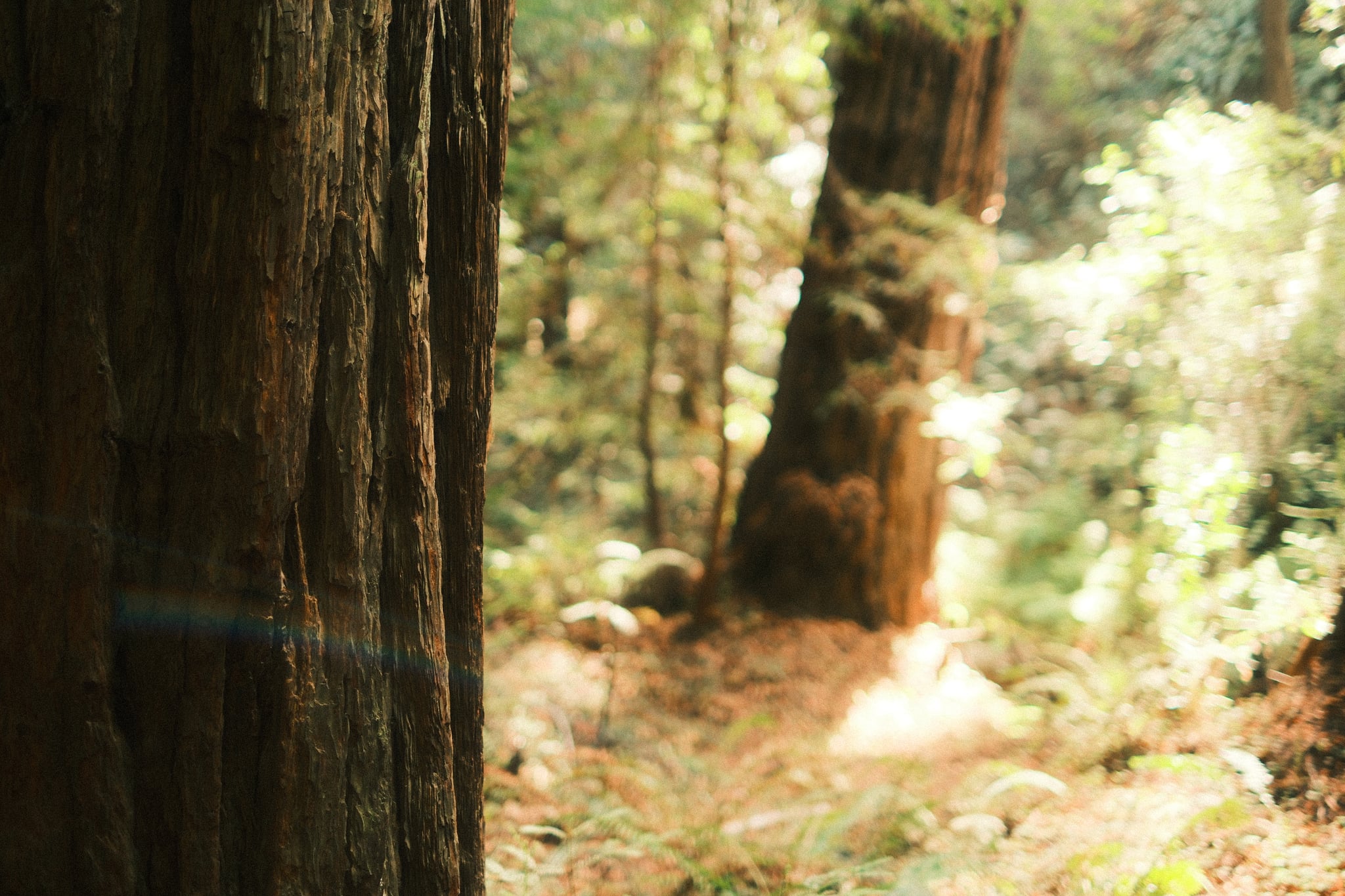 Sunlight filters through a lush forest, illuminating undergrowth and leaf litter around towering, textured tree trunks