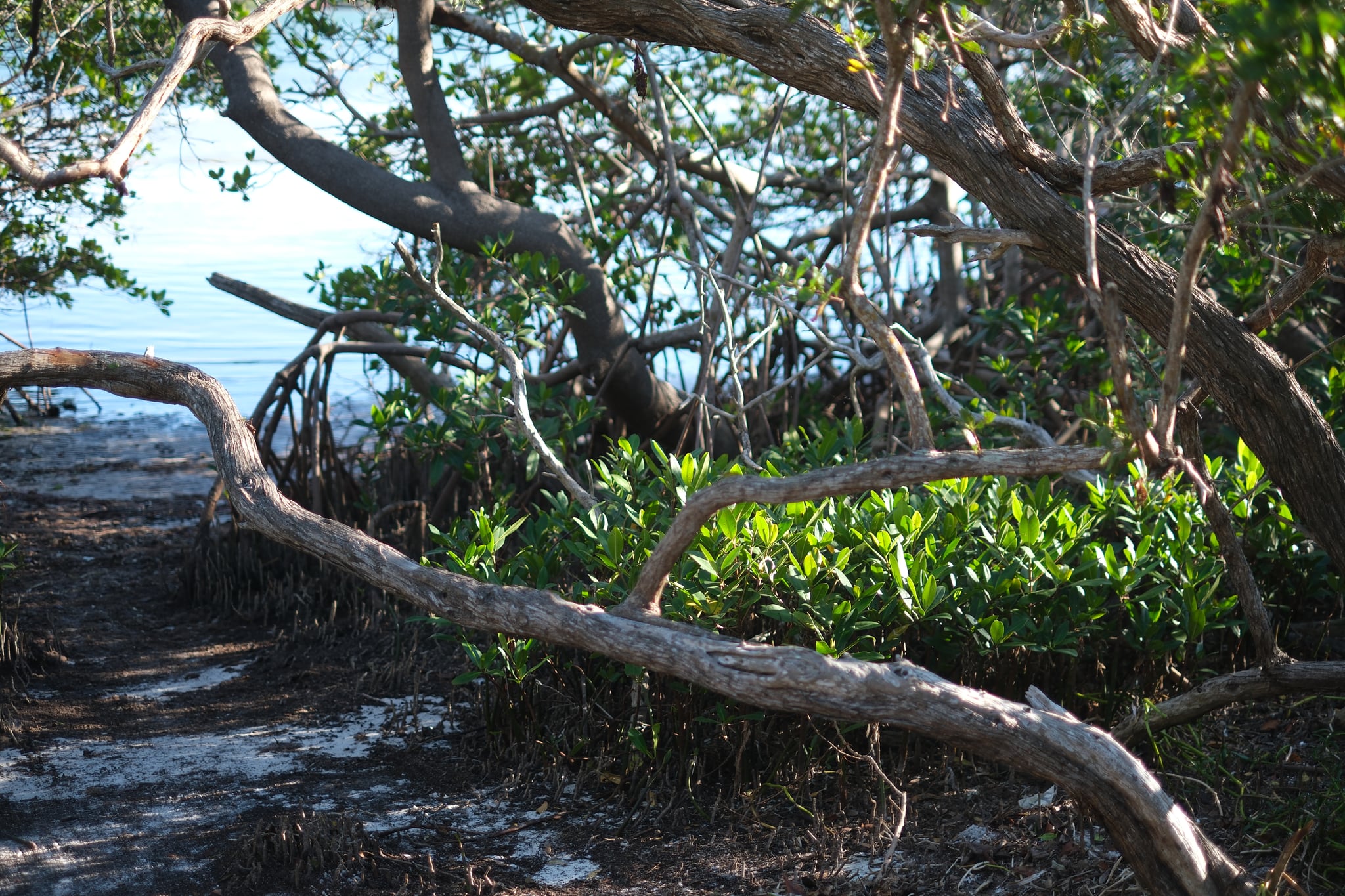 A coastal scene with dense mangrove trees, their roots visible near the water's edge, and sunlight filtering through the branches