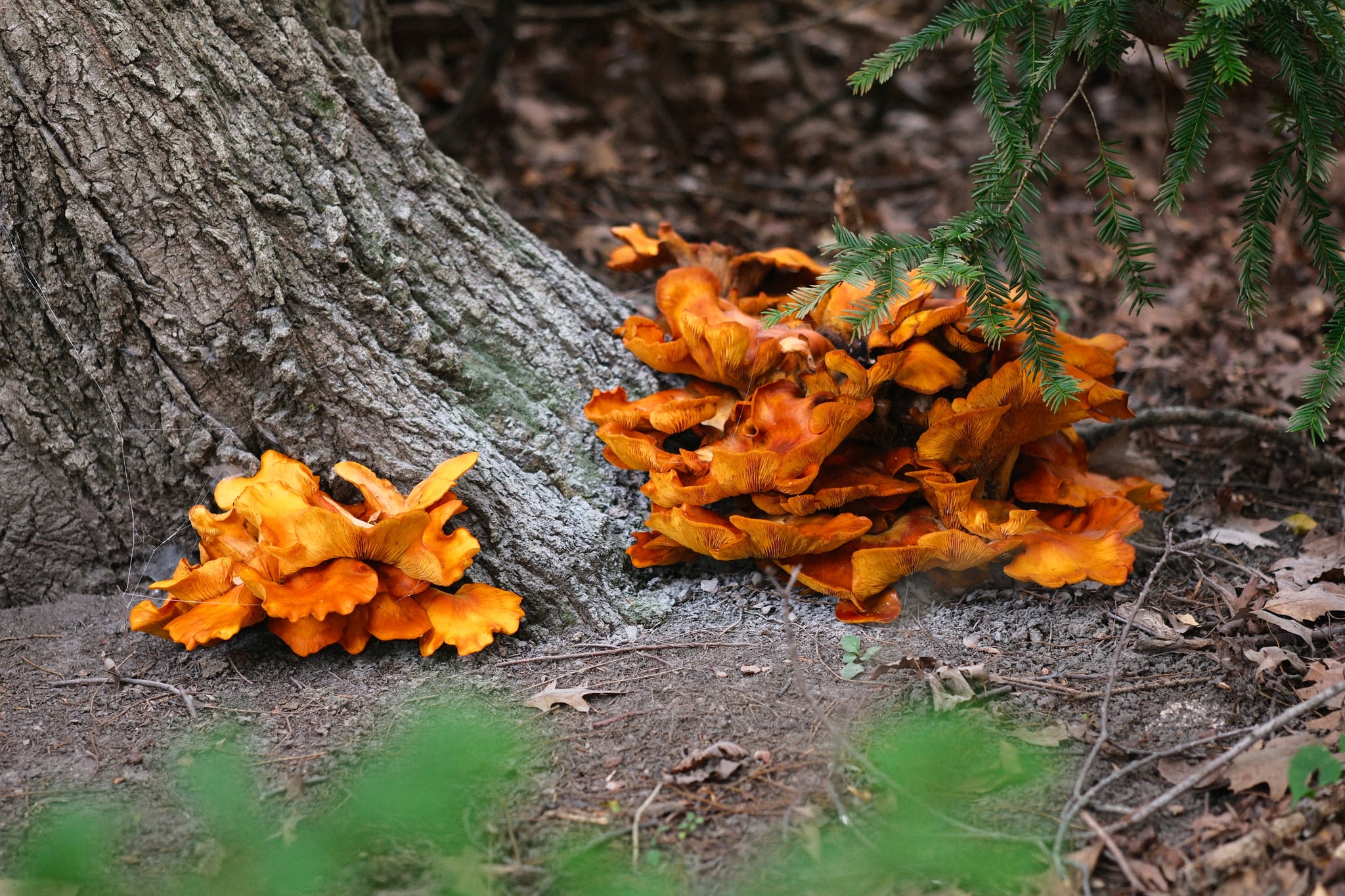 Clusters of bright orange shelf fungi growing at the base of a tree in a forest
