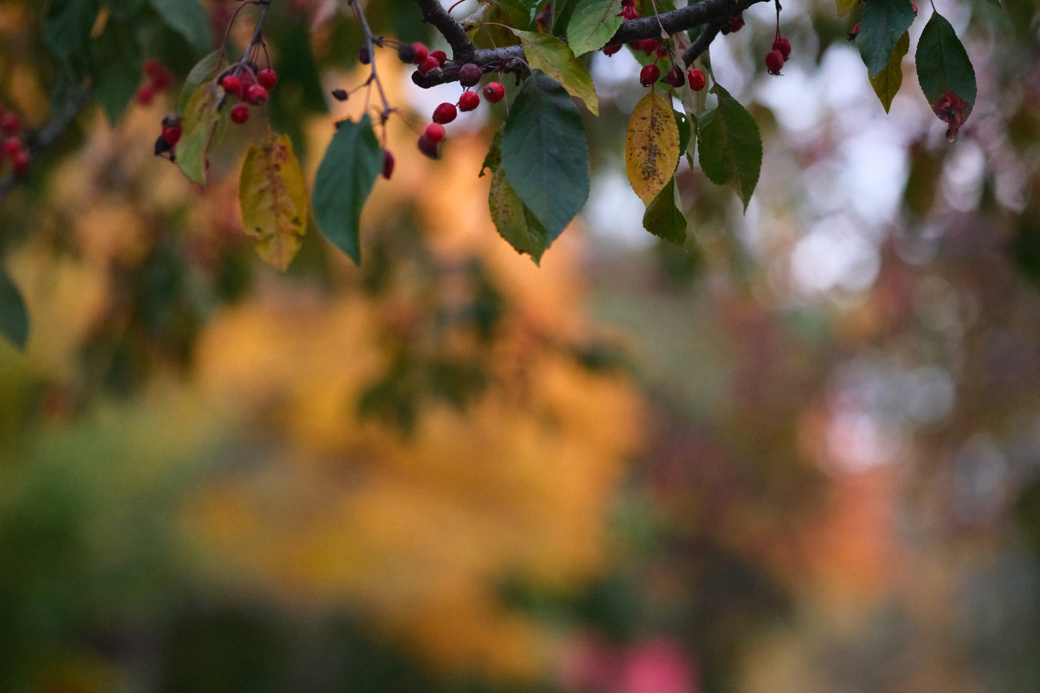 A branch with clusters of small red berries and green leaves, set against a blurred background of warm autumn colors, creating a bokeh effect