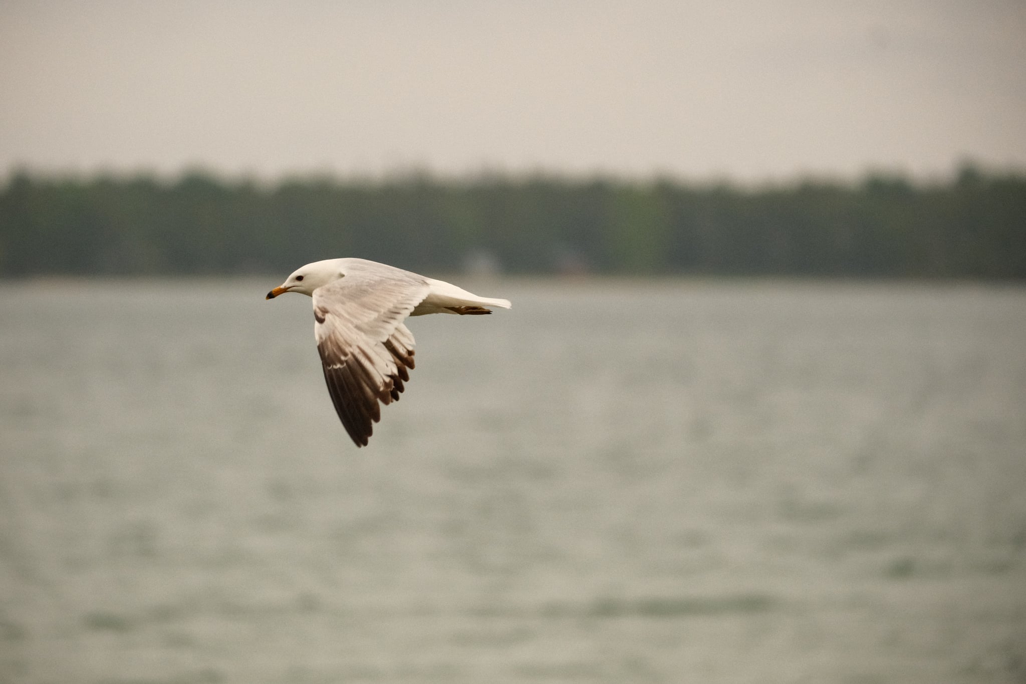 A seagull in flight over a body of water with a blurred tree line in the background