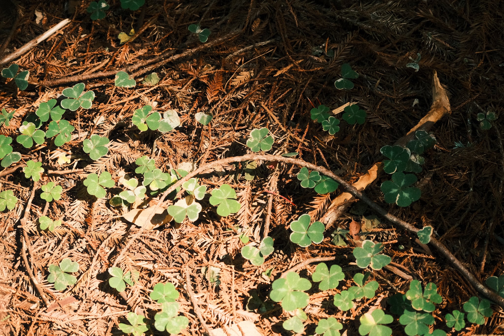 Small green seedlings and clover-like leaves emerge from a sun-dappled forest floor scattered with pine needles, twigs, and dry leaves