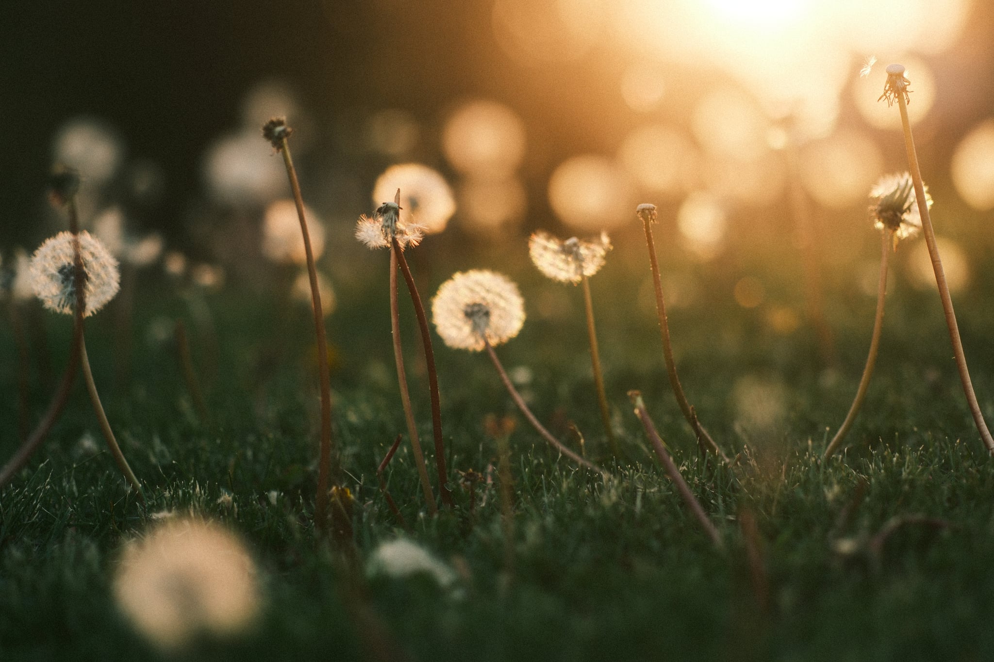 Dandelions in a grassy field with a warm, glowing sunset in the background
