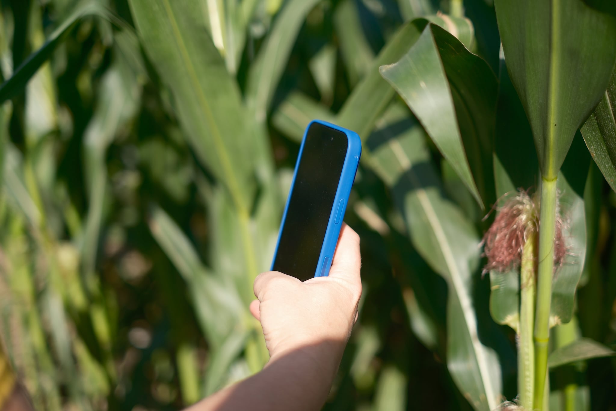 A hand holding a smartphone near corn plants in a field