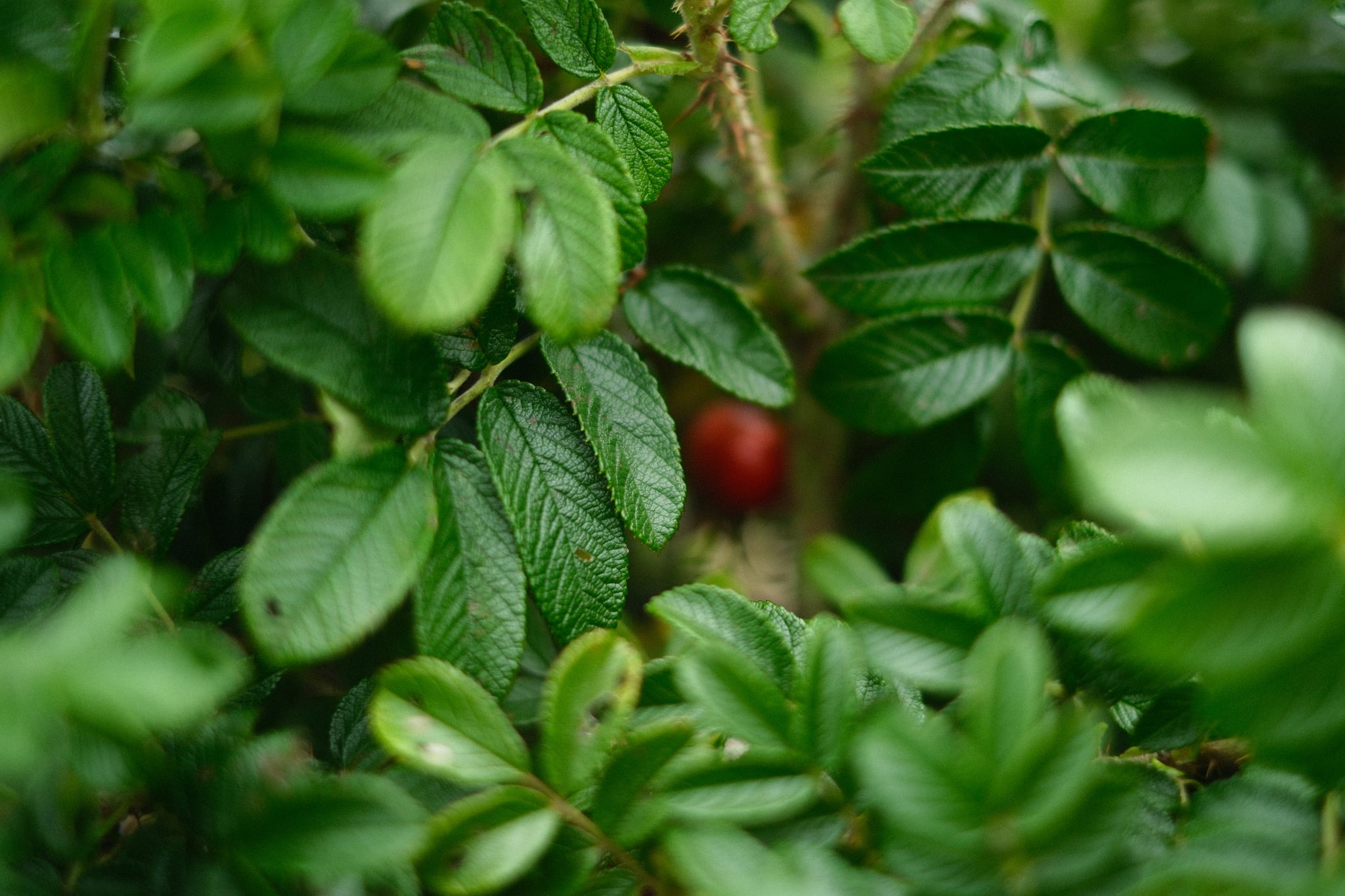 Close-up of lush green foliage with a single small red berry partially concealed among the leaves