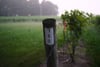 Close-up of a vineyard post with measurement markings beside grapevines in a foggy, dew-covered field at sunrise