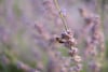 Close-up of a bee collecting nectar from purple lavender flowers with a soft blurred background