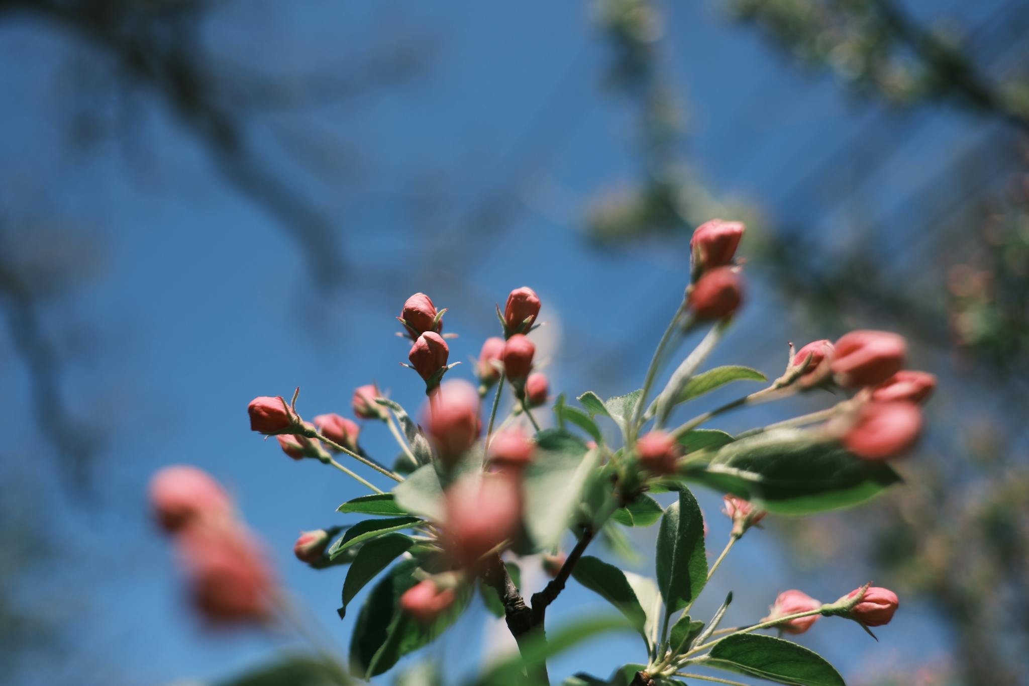Budding pink flowers on a branch with a clear blue sky in the background
