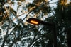 Upward view of a glowing streetlight framed by tree branches against a bright sky