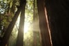 Sunlight streams between towering tree trunks, illuminating green foliage in a lush forest