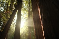 Sunlight streams between towering tree trunks, illuminating green foliage in a lush forest