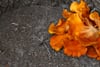 Cluster of bright orange mushrooms growing on a dark, weathered rock surface
