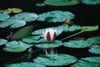 Pink water lily rising above dark water surrounded by broad green lily pads
