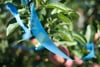 A blue ribbon tied around the branches of a leafy plant with blurred fruits in the background