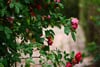 Pink roses and green foliage arching over a softly blurred garden walkway