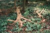 Fallen tree trunk and broken branches on a leafy forest floor with ivy and dappled sunlight among surrounding trees