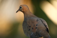 Close-up of a brown dove perched in warm golden light with a blurred background