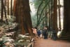 Hikers follow a winding dirt trail through towering redwood trees, surrounded by ferns and sunlit forest greenery