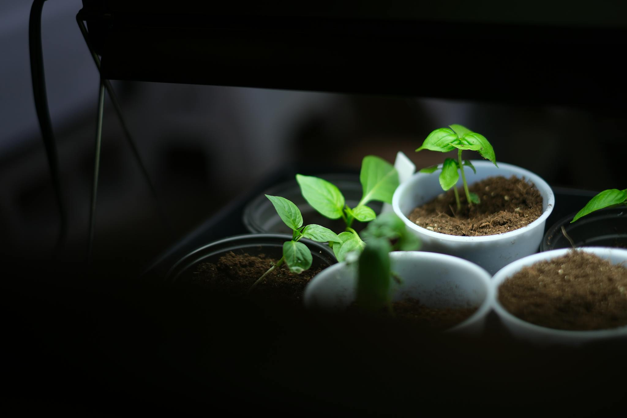 Young plants sprout in white containers under a beam of light in a darkened setting